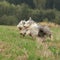 Two amazing bearded collies running together