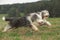 Two amazing bearded collies running together