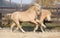 Two amazing welsh pony stallions playing together