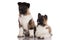 Two american akita puppies