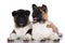 Two american akita puppies