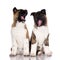 Two american akita puppies