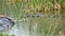 Two American alligators, Alligator mississippiensis, and a Common Gallinule bird, Gallinula galeata.