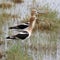 Two American Avocets