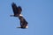 Two American Bald Eagles in Flight