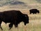 Two American bisons walking on a meadow