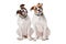 Two American Bulldogs