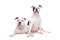 Two American bulldogs