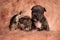 Two American bully dogs staring and bowing head shy