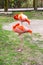 Two american or Caribbean Flamingo sleeping