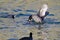 Two American Coots Battling in the Water