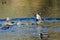 Two American Coots Engaged in a Fight on the Water