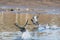 Two American coots  running across the surface of the water.