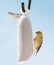 Two American Gold Finches in their winter plumage