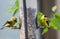 Two American Goldfinch birds eating birdseed at tube feeder