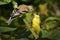 Two American Goldfinch birds feeding at Exner Nature Preserve in McHenry County, Illinois