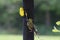 Two American Goldfinches Eating at a Bird Feeder