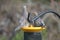 Two American mourning doves eating seeds on the bird feeder