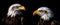 Two American national bird Bald Eagles on black background, AI-generated