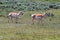 Two American Pronghorn Antelope does near Slough Creek