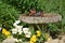 Two American Robins share a birdbath