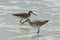 Two American short bill dowitcher sandpiper birds standing in seafoam, the female in focus.