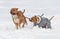 Two american staffordshire terrier dogs doing love game on a snow-covered field