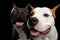 Two American Staffordshire Terrier Dogs Isolated on Black Background