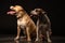 Two American Staffordshire Terrier Dogs Sitting together and touching paws on Isolated Black Background