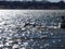 Two American White Pelicans In Flight