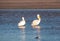 Two American White Pelicans in the Santa Clara river at McGrath State Park on the Pacific coast at Ventura California United