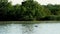 Two American white pelicans swim past water lilies on Minnesota lake