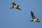 Two American Wigeons Flying in a Blue Sky