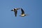 Two American Wigeons Flying in a Blue Sky