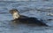 Two amusing Grey Seals, Halichoerus grypus, play fighting in the sea during breeding season.