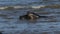 Two amusing Grey Seals, Halichoerus grypus, play fighting in the sea during breeding season.