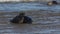 Two amusing Grey Seals, Halichoerus grypus, play fighting in the sea during breeding season.