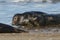 Two amusing Grey Seals, Halichoerus grypus, play fighting on the shoreline during breeding season.