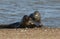 Two amusing Grey Seals, Halichoerus grypus, play fighting on the shoreline during breeding season.