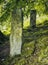 Two ancient standing stones underneath overhanging branches in woodland