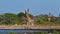 Two angolan giraffes with twisted necks at Namutoni waterhole in Etosha National Park.