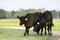 Two Angus calves playing