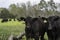 Two Angus calves in springtime