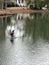 Two Anhingas drying out after a swim