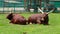 Two ankole watusi