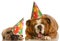 Two annoyed birthday dogs