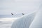 Two Antarctic blue-eyed shags soar over an enormous striated glacier