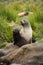 Two Antarctic fur seals sitting on rocks