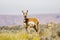 Two antelope grazing