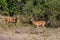 Two antelope - Impala